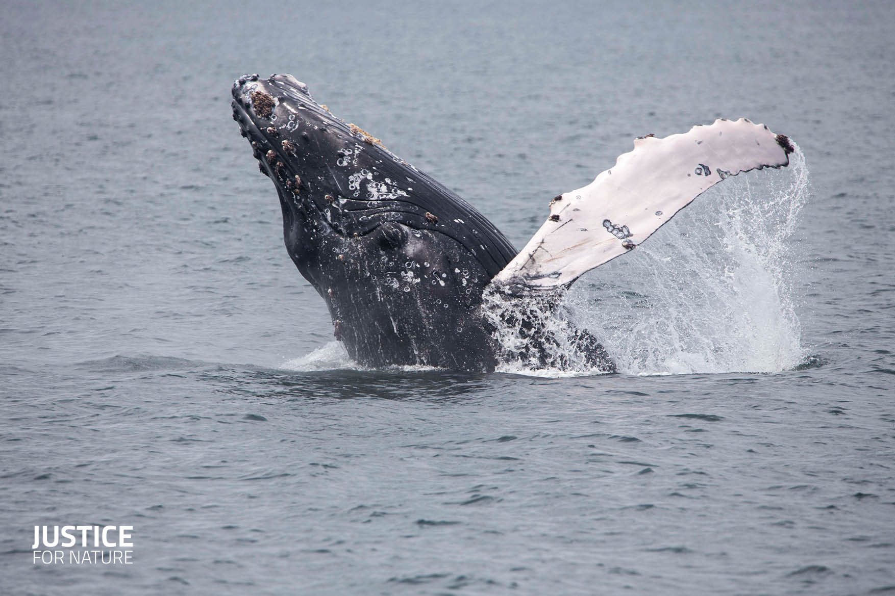Whale Image 9