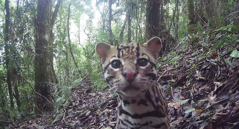 Un ocelote mirando a una cámara trampa en el bosque nuboso