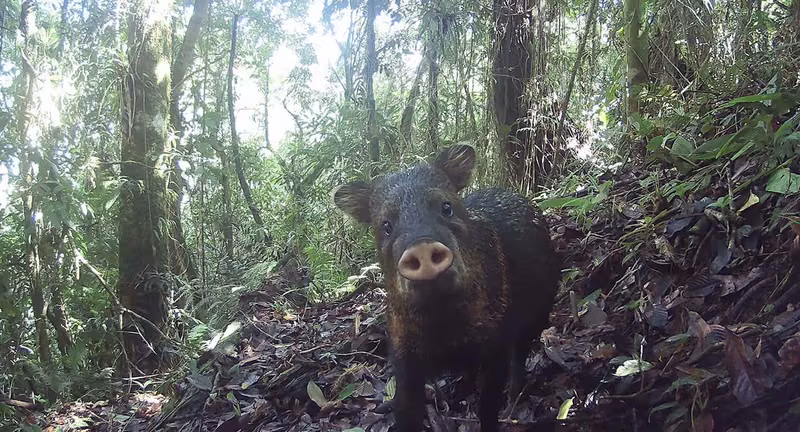 Un saíno captado por una cámara trampa en el bosque